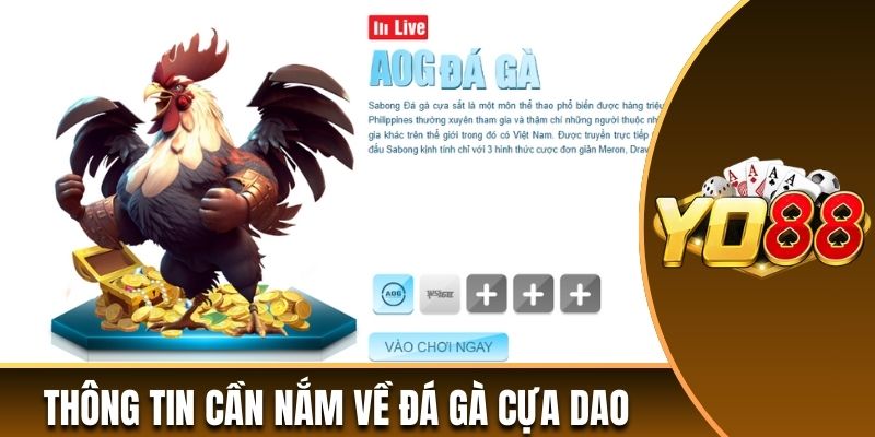 Chi tiết thông tin hội viên cần nắm về đá gà cựa dao
